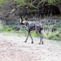 ZMB NOR SouthLuangwa 2016DEC10 NP 029 : 2016, 2016 - African Adventures, Africa, Date, December, Eastern, Month, National Park, Northern, Places, South Luangwa, Trips, Year, Zambia